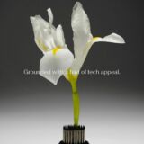 Een witte iris bloem wat het ingredient is in de 2787 hashtag parfum